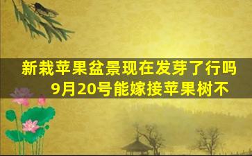 新栽苹果盆景现在发芽了行吗 9月20号能嫁接苹果树不